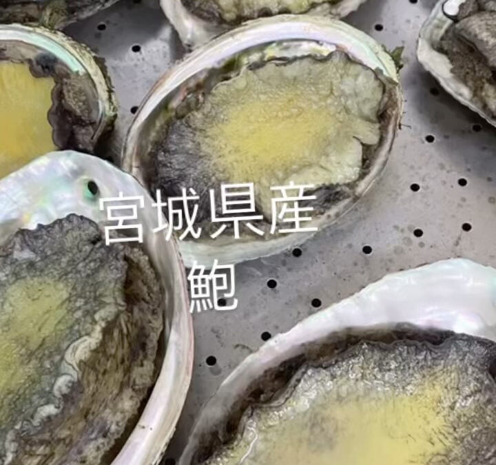 本日ご紹介するのは「鮑」✨✨