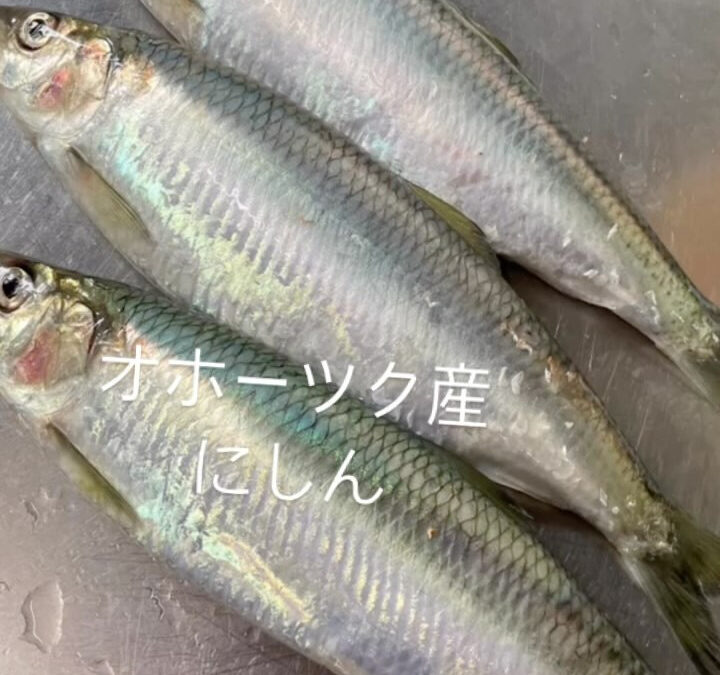 本日ご紹介するお魚は北海道オホーツク産『にしん』