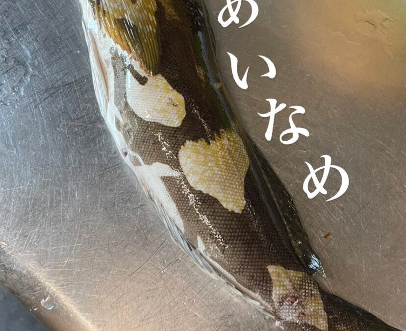 本日ご紹介する一品は「あいなめのざく」です☺️