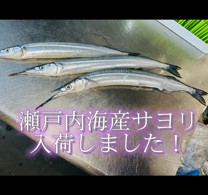 瀬戸内海産サヨリ、入荷しました！