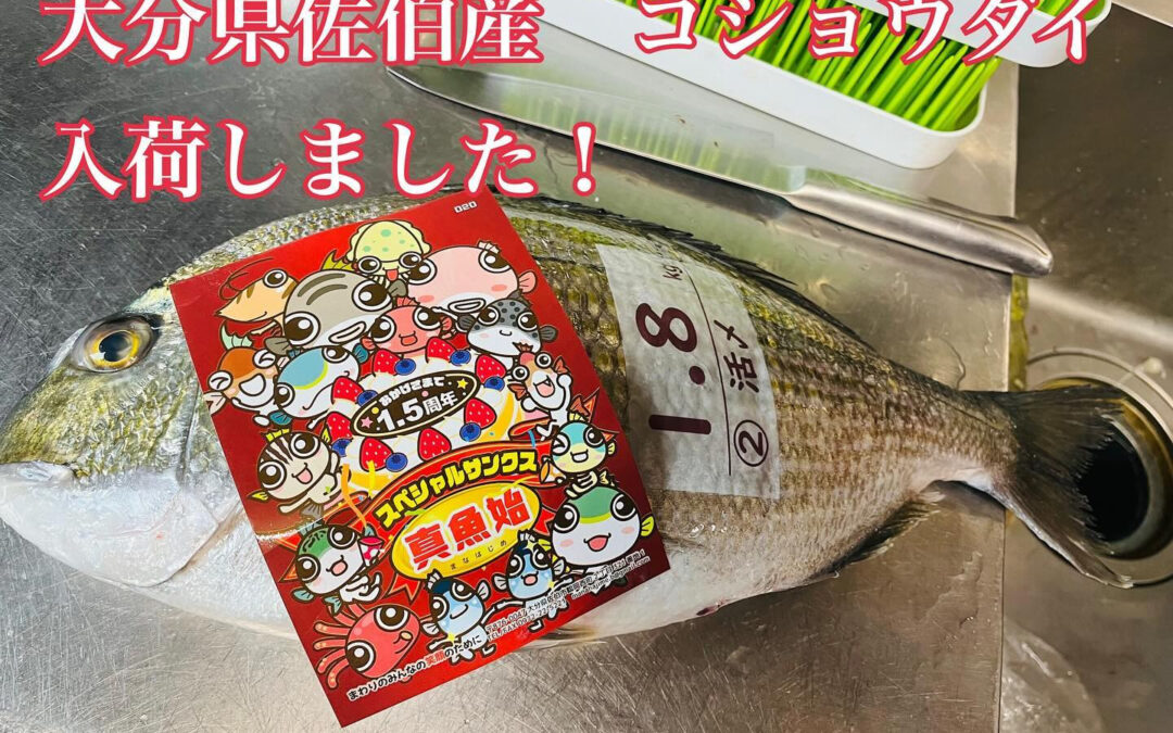 大分県佐伯産コショウダイが入荷しました