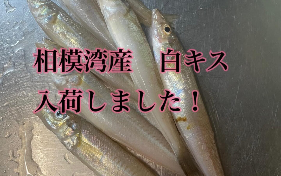 相良湾産の白キスが入荷しました♡