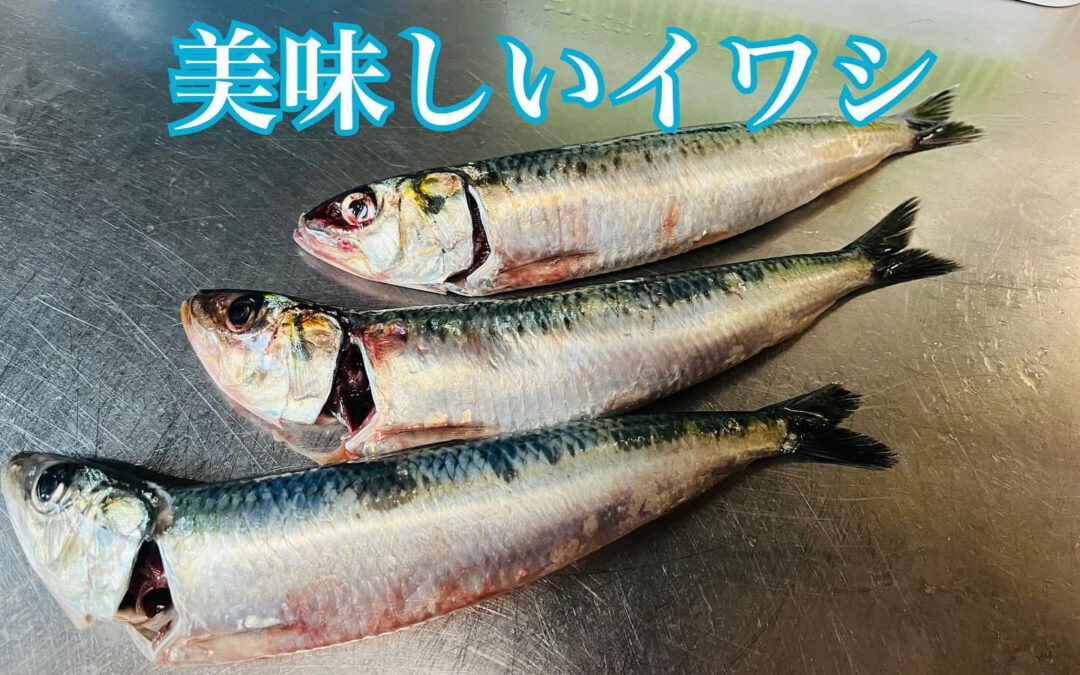 この、新鮮な鰯を大将が握ると