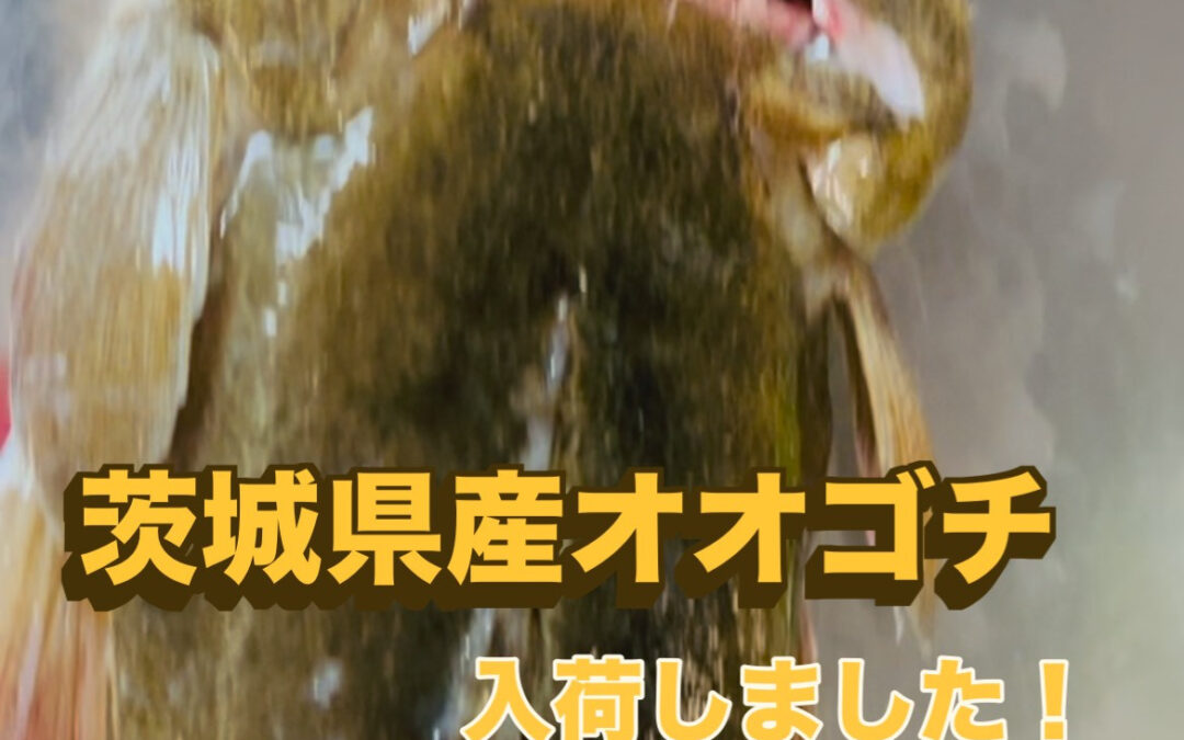 コチ、入荷しました！