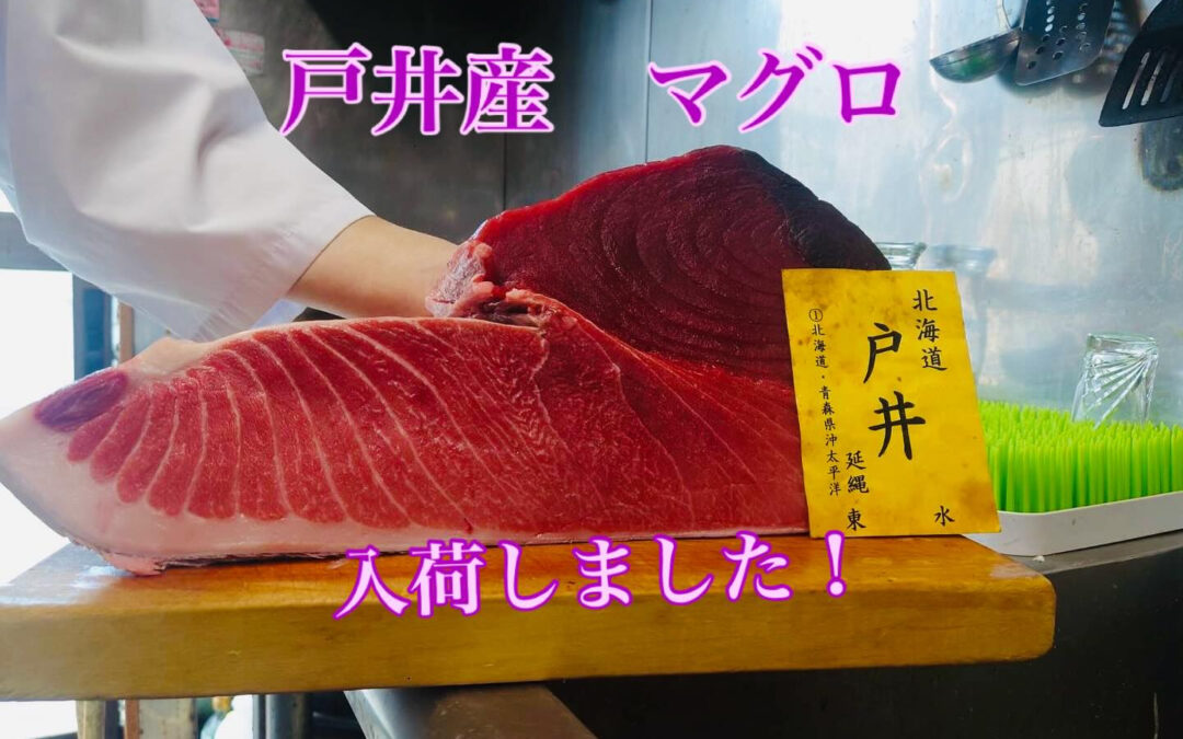 戸井産マグロ入荷しております