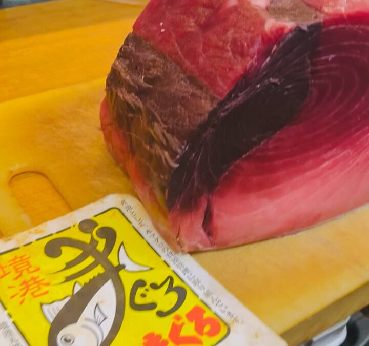 またまた境港産の本マグロです