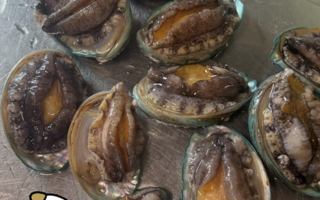 トコブシが踊ってたので撮りました