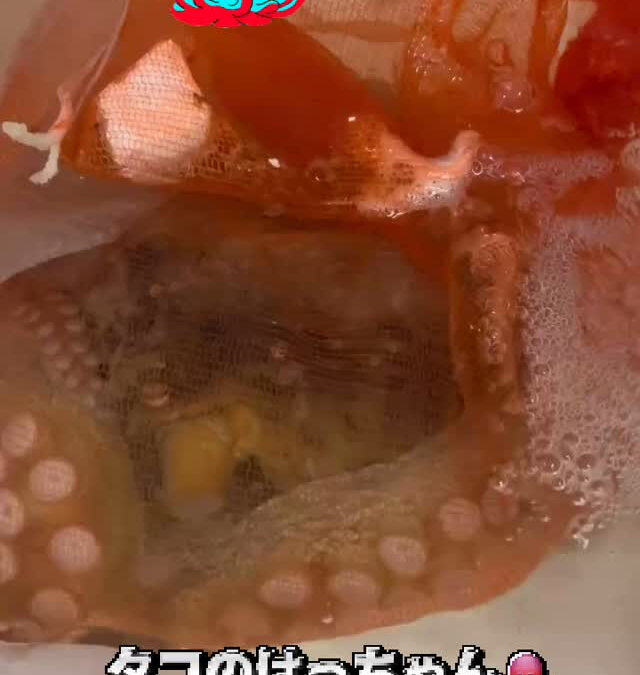 タコ飼育中です笑