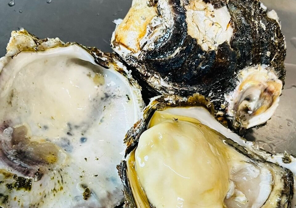 ラッキーだと夜のコースで岩牡蠣が出ます❤️‍