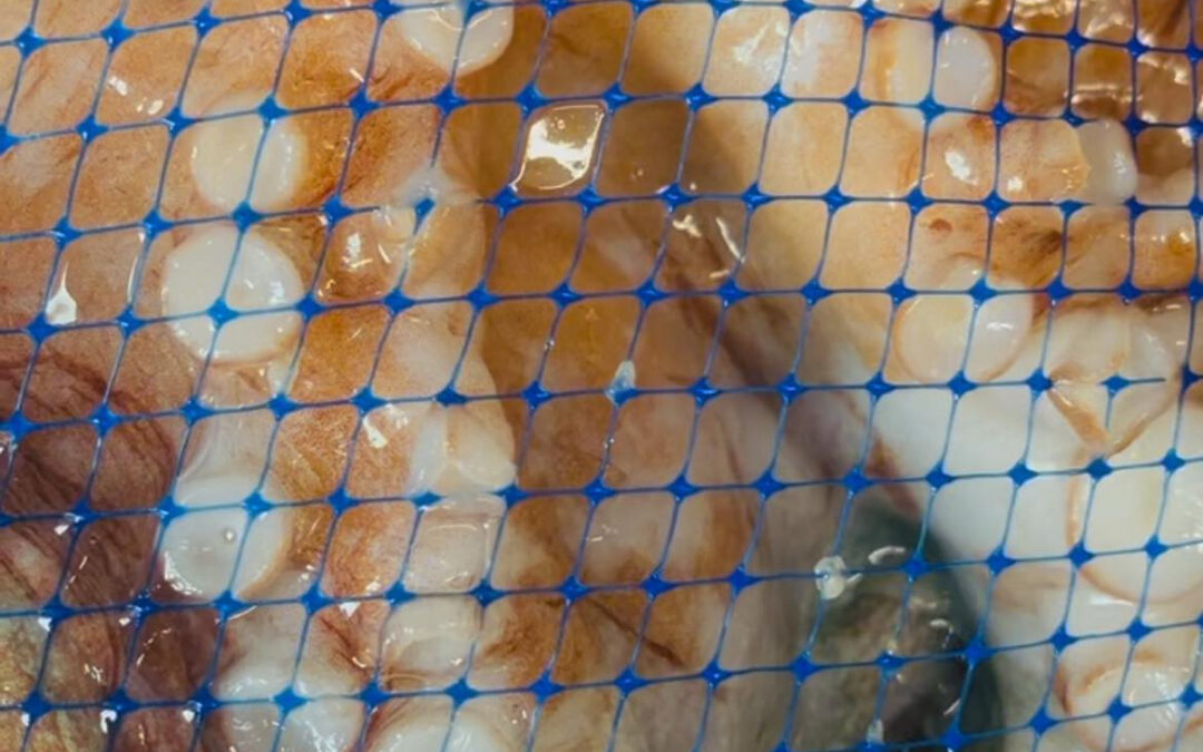 当店自慢の明石のタコ久々に入荷しました♡