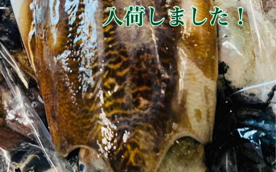 活け墨イカです