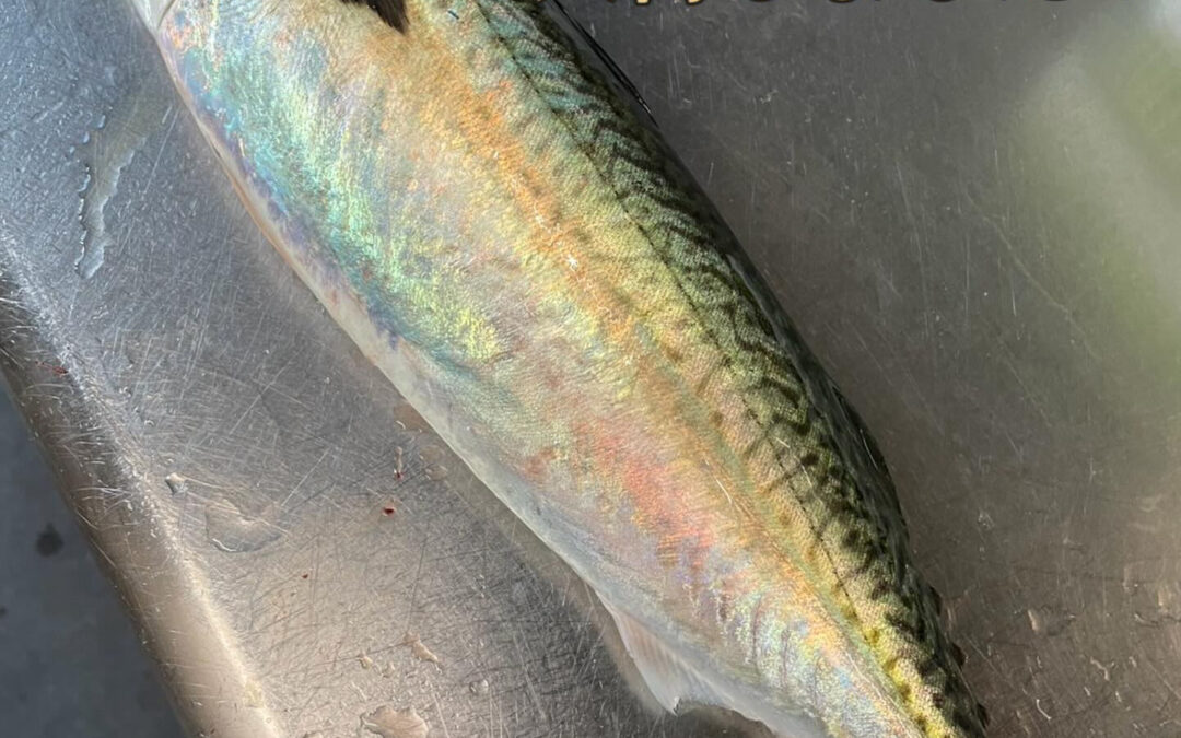 珍しい鯖が入荷しました！